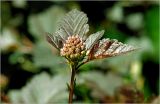 Physocarpus opulifolius. Верхушка побега с формирующимся соцветием (краснолистная форма). Московская обл., Раменский р-н, окр. дер. Хрипань, садовый участок. 13.06.2026.