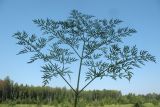 Thyselium palustre. Лист. Московская обл., Серпуховский р-н, окр. деревни Рудаково, заболоченная лесосека. 06.08.2026.
