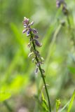 genus Polygala. Верхушка побега с соцветием. Татарстан, окр. с. Камское Устье, берег р. Волга, смешанный лес (с участием Pinus и Betula). 01.06.2026.