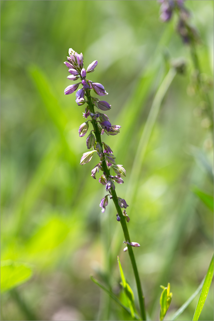 Image of genus Polygala specimen.