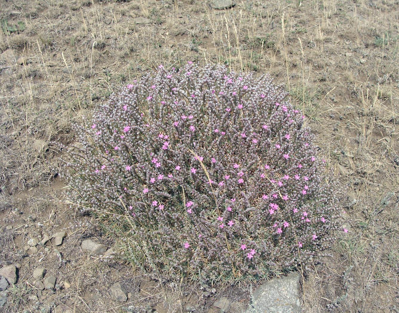 Image of Unknown species specimen.