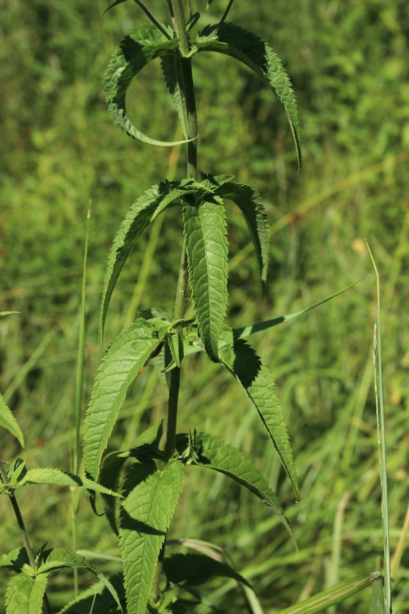 Изображение особи Veronica longifolia.