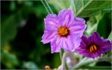 Solanum melongena. Цветок. Московская обл., Раменский р-н, окр. дер. Хрипань, садовый участок. 26.09.2026.