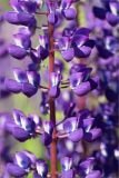 Lupinus polyphyllus. Часть соцветия. Кировская обл., Кикнурский р-н, окр. села Тырышкино, суходольный разнотравно-злаковый луг. 10.06.2026.