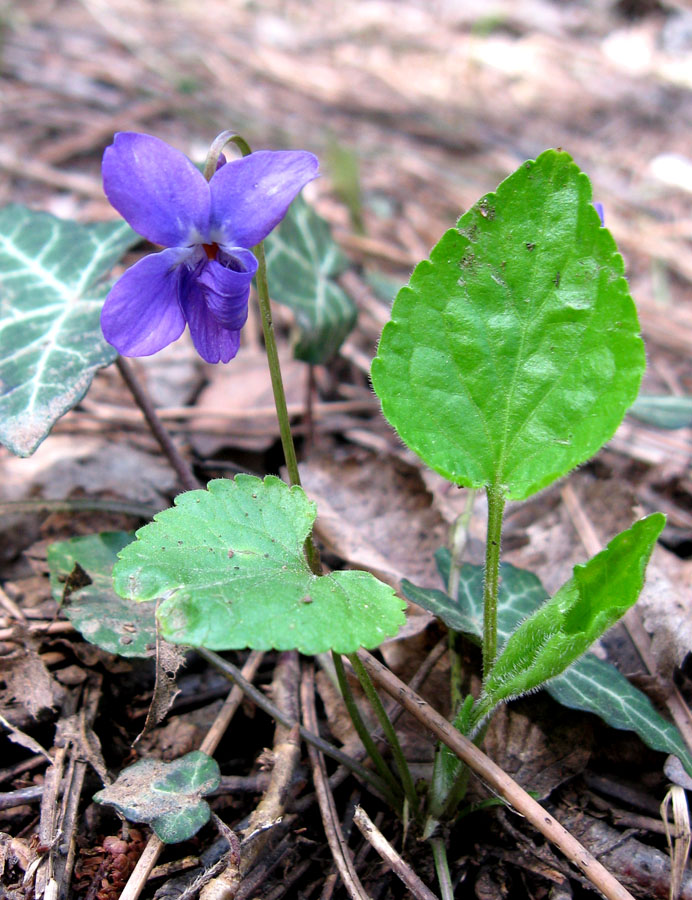 Image of Viola suavis specimen.