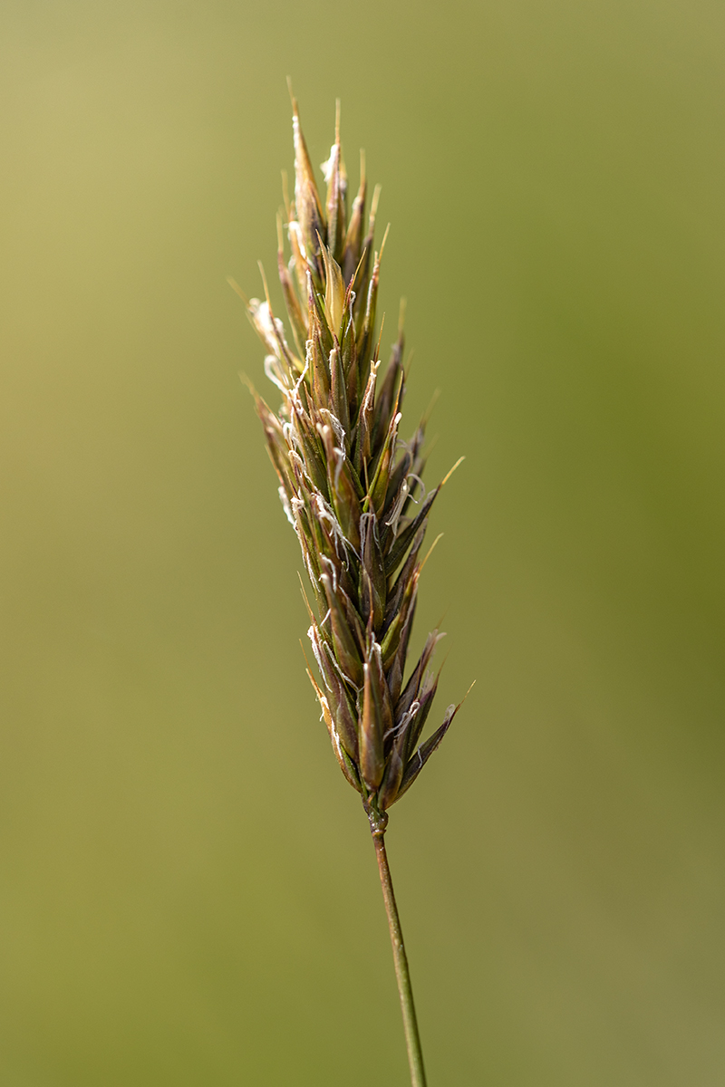Изображение особи Anthoxanthum alpinum.