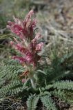 Pedicularis alatauica