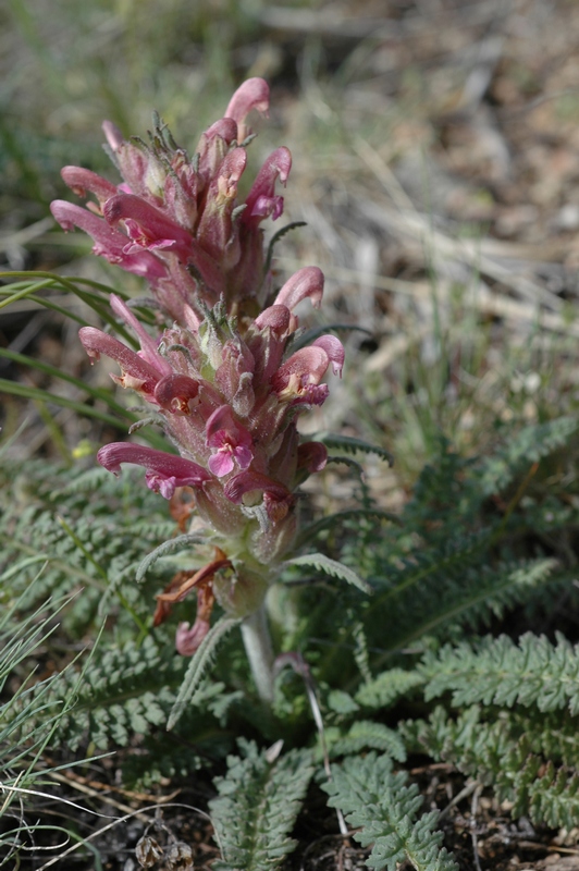 Изображение особи Pedicularis alatauica.