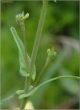 Brassica campestris