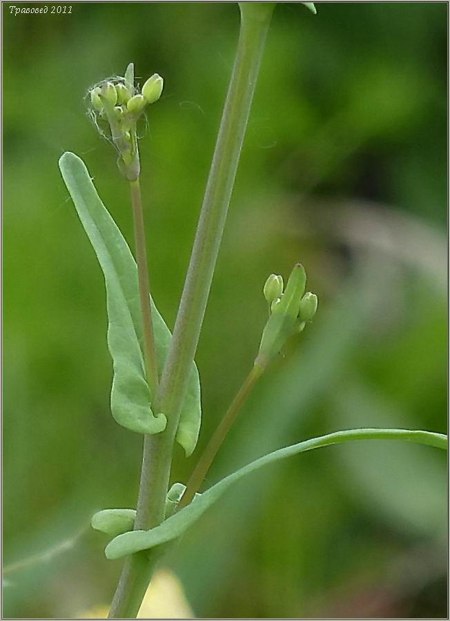 Изображение особи Brassica campestris.