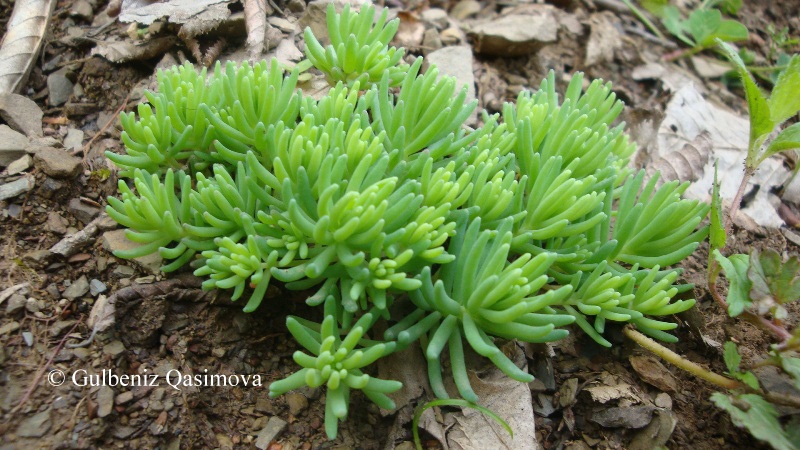 Изображение особи Sedum pallidum.