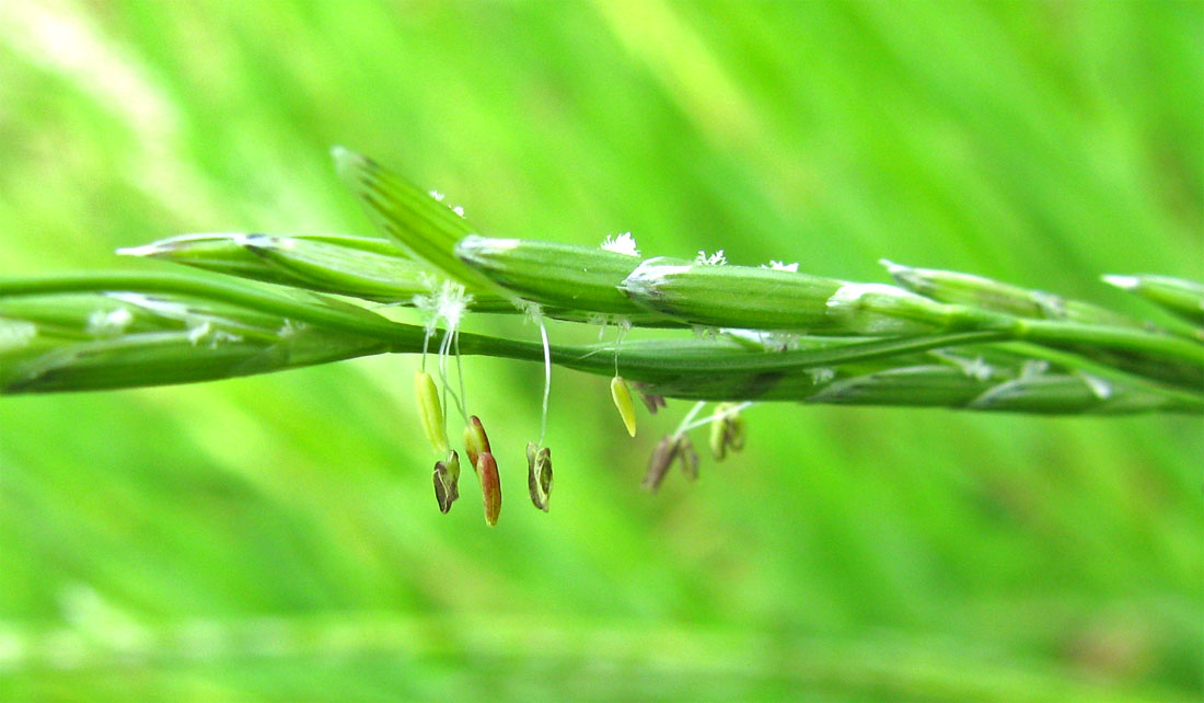 Image of Glyceria fluitans specimen.