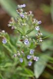 Nepeta parviflora. Соцветие. Ростовская обл., Мясниковский р-н, окр. хут. Недвиговка, склон степной балки. 09.06.2011.