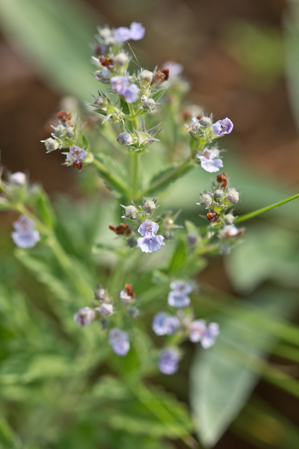 Изображение особи Nepeta parviflora.