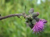 Cirsium palustre. Верхушка побега с соцветиями. Смоленская обл., Смоленский р-н, окр. пос. Каспля. 30.06.2011.