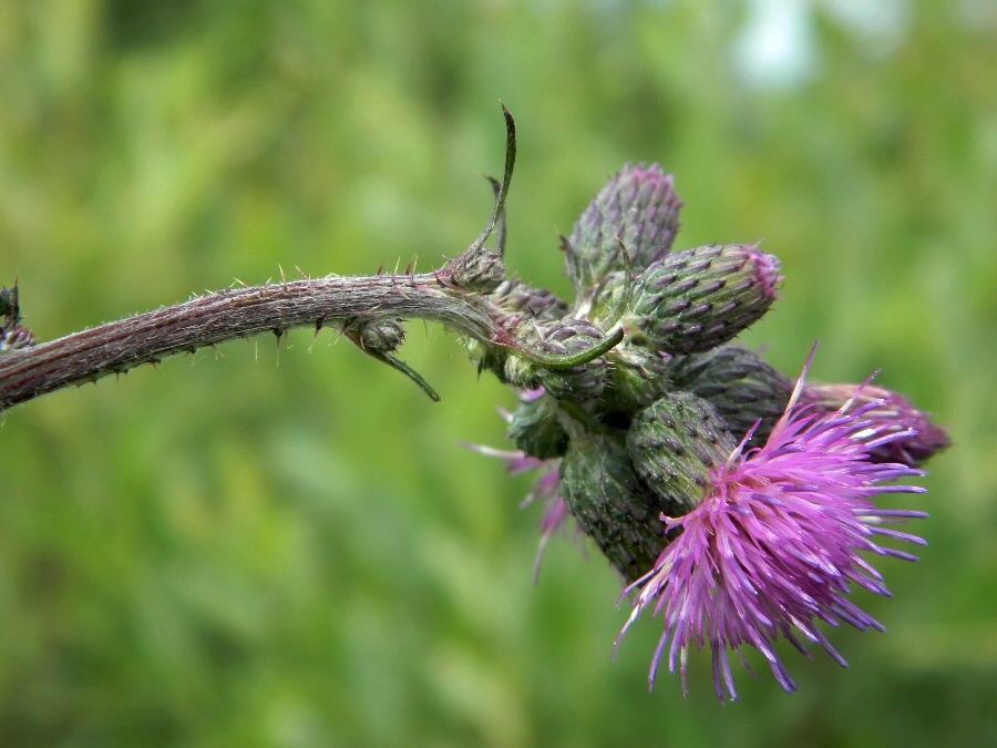 Изображение особи Cirsium palustre.