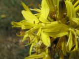 Asphodeline lutea. Часть соцветия. Крым, Севастополь, Балаклавский р-н, высоты Кая-Баш. 26 апреля 2009 г.