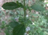Melissa officinalis