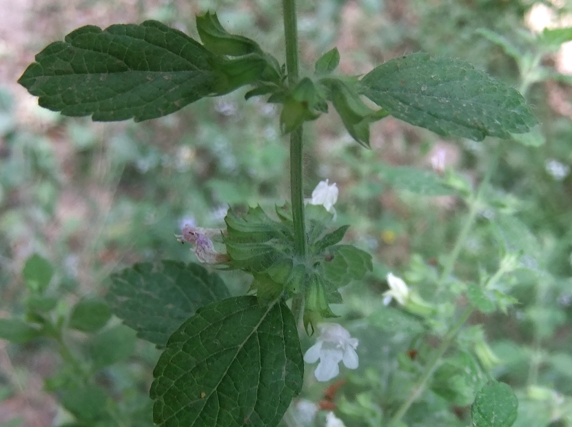 Изображение особи Melissa officinalis.