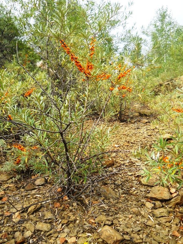 Изображение особи Hippophae rhamnoides.