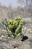 Ferula foetida