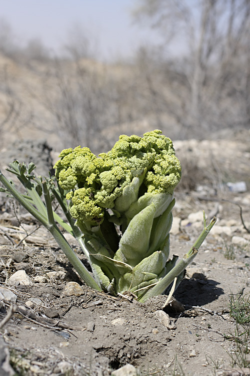 Image of Ferula foetida specimen.