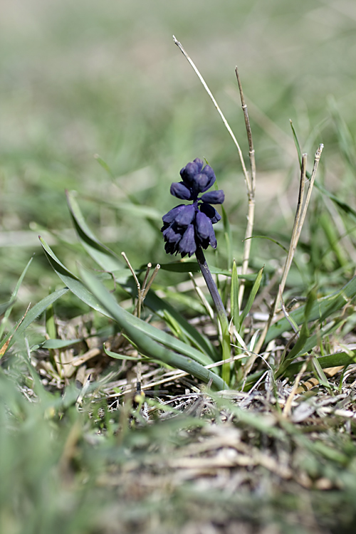 Image of Bellevalia turkestanica specimen.