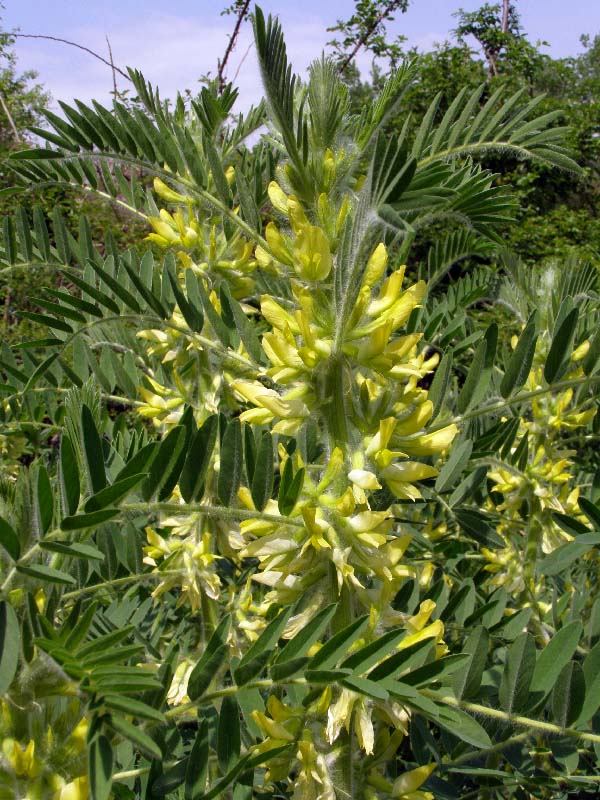 Image of Astragalus sieversianus specimen.