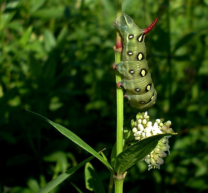 Image of Galium rubioides specimen.