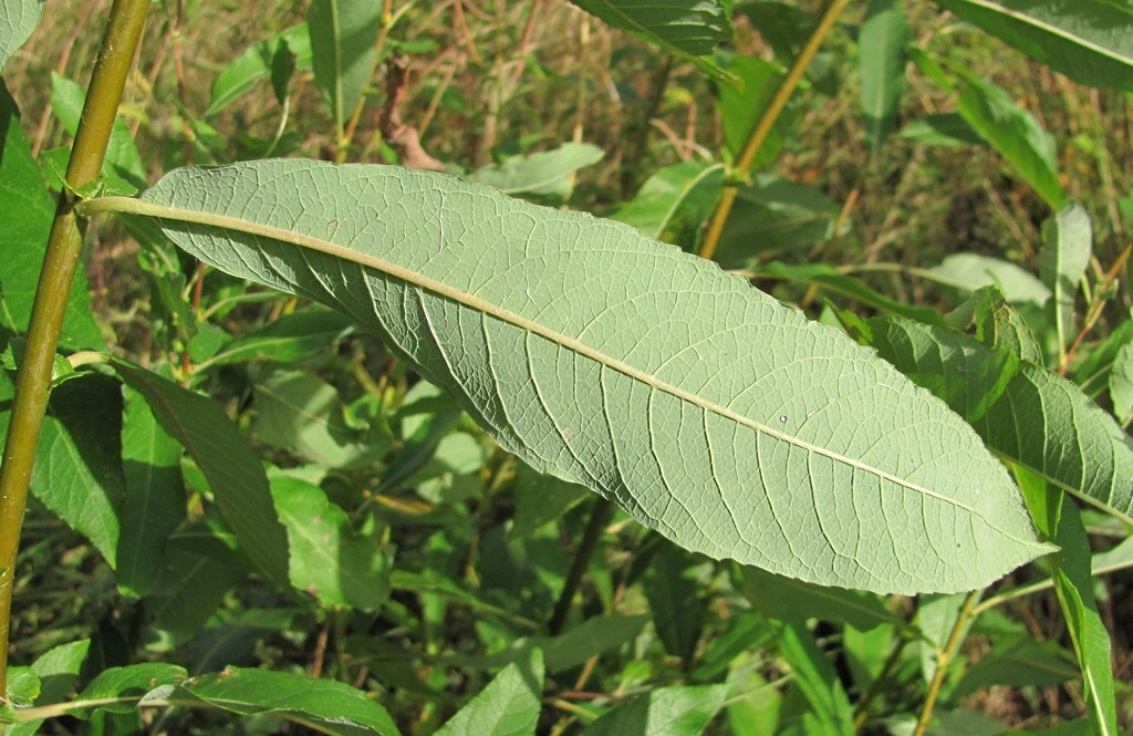 Image of Salix cinerea specimen.