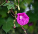 Ipomoea purpurea