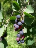 Amelanchier ovalis