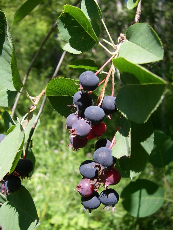 Image of Amelanchier ovalis specimen.