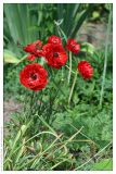 Ranunculus asiaticus