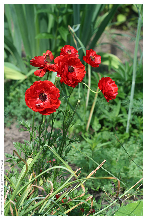 Изображение особи Ranunculus asiaticus.