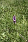 Dactylorhiza umbrosa. Цветущее растение на горном лугу. Южный Казахстан, Таласский Алатау, ущелье Коксай; высота ~2400 м н.у.м. 19.07.2010.