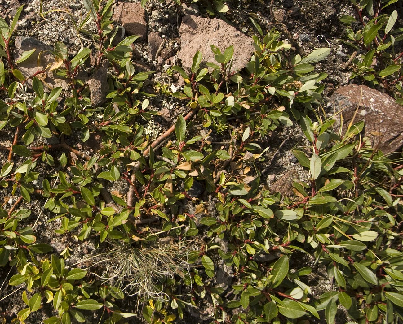 Image of Salix kazbekensis specimen.