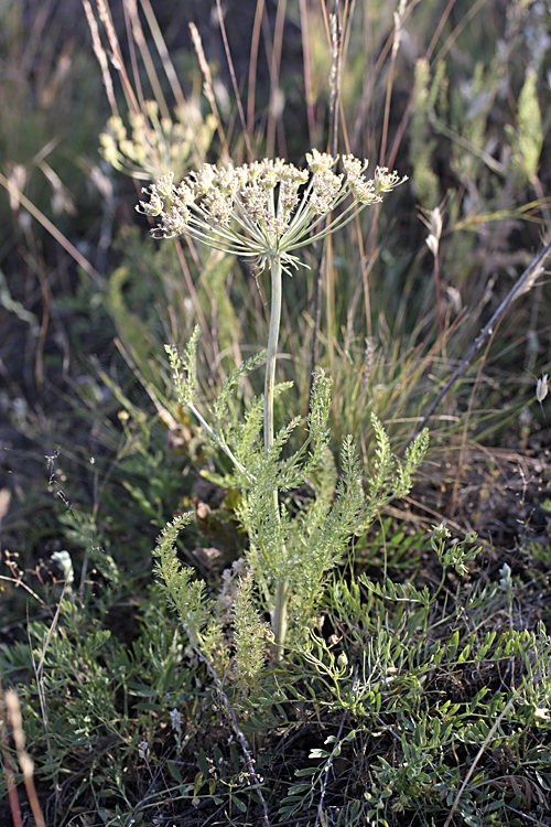 Image of Schrenkia golickeana specimen.
