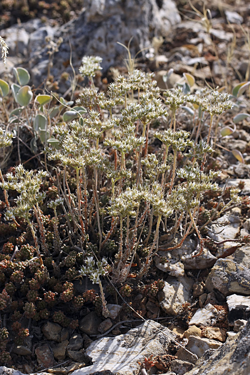 Изображение особи Sedum alberti.