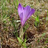 род Crocus