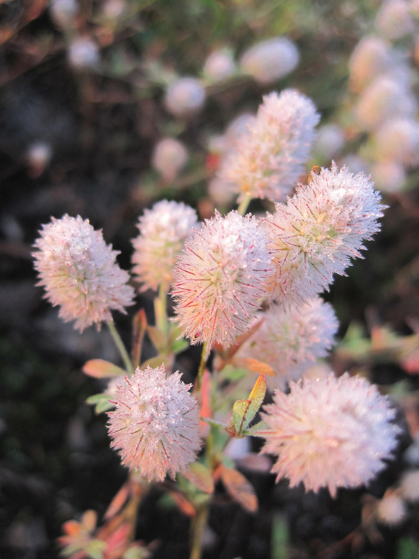 Изображение особи Trifolium arvense.