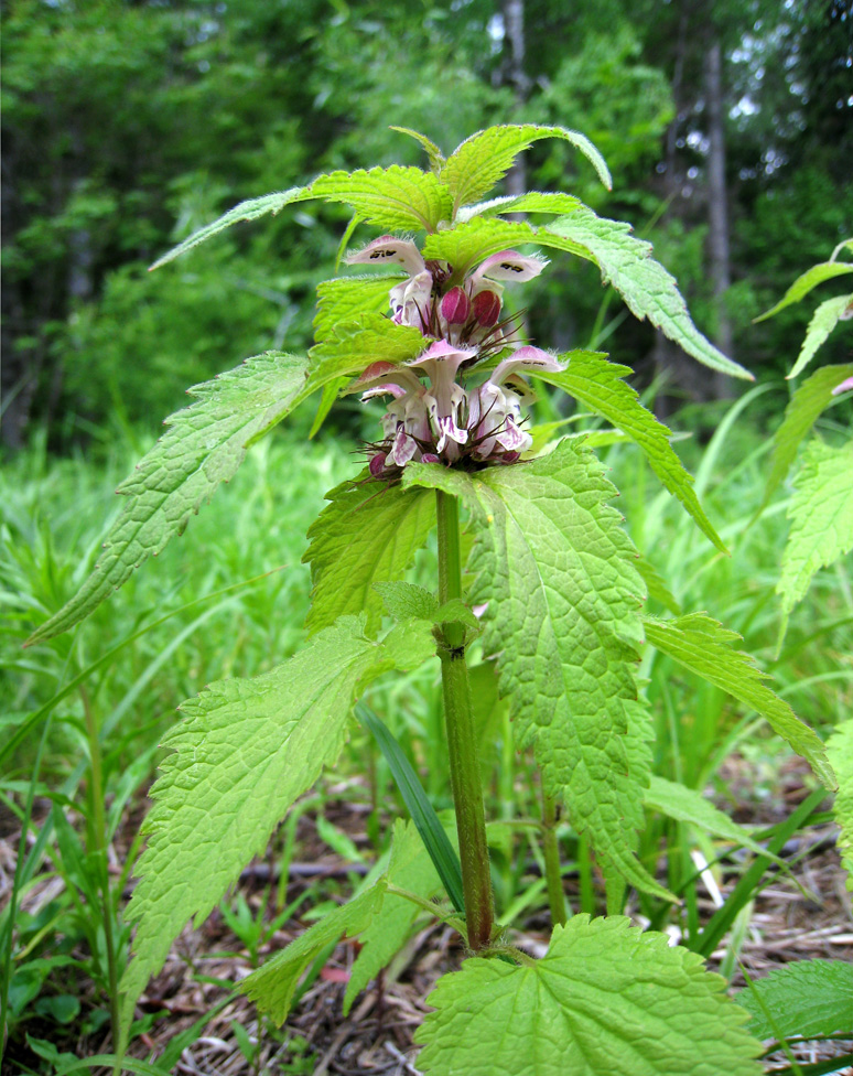Image of Lamium barbatum specimen.