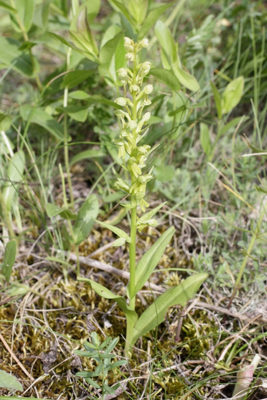 Изображение особи Dactylorhiza viridis.