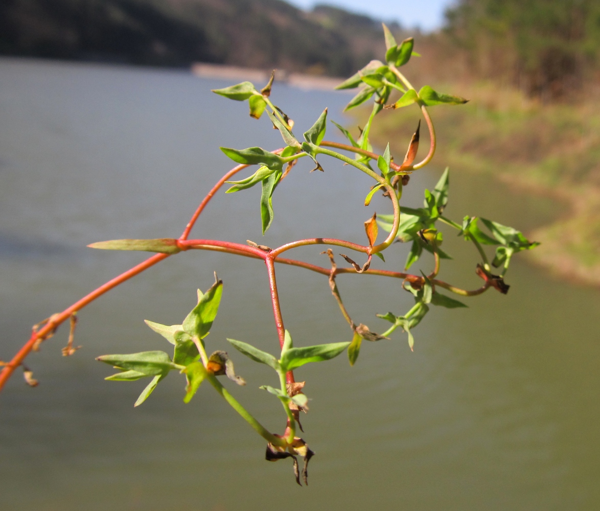 Image of Euphorbia peplus specimen.