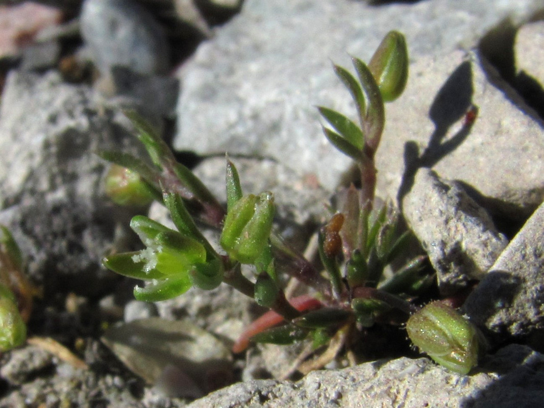 Image of Sagina apetala specimen.