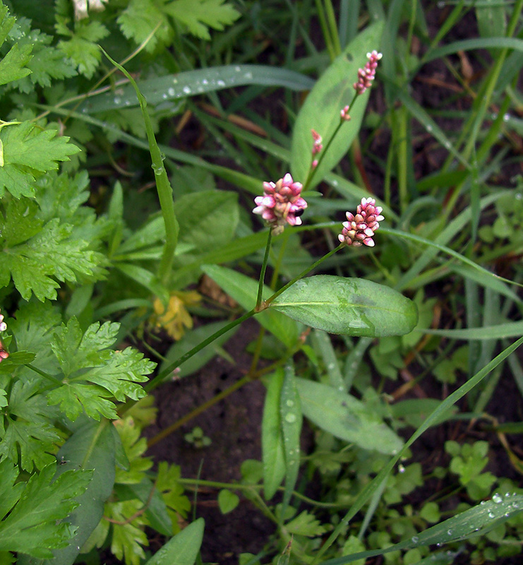 Image of Persicaria maculosa specimen.