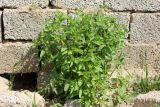 Euclidium syriacum