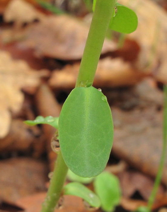 Изображение особи Euphorbia savaryi.