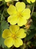 Potentilla incana. Распустившиеся и нераспустившиеся цветки. Ростовская обл., Усть-Донецкий р-н, заказник \"Нижне-Кундрученский\", окр. станицы Усть-Быстрянская, пески. 21.04.2012.