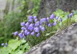 Campanula cochleariifolia